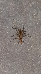 Micropeza stigmatica