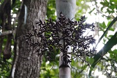 Chambeyronia divaricata