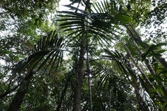 Chambeyronia divaricata