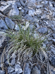 Carex rossii