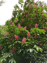 Aesculus × carnea