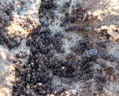 Meranoplus peringueyi