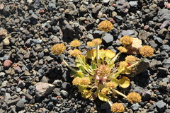 Pozoa