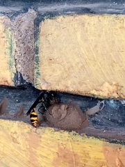 Phimenes flavopictus blanchardi