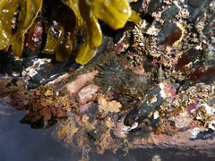Aulactinia incubans