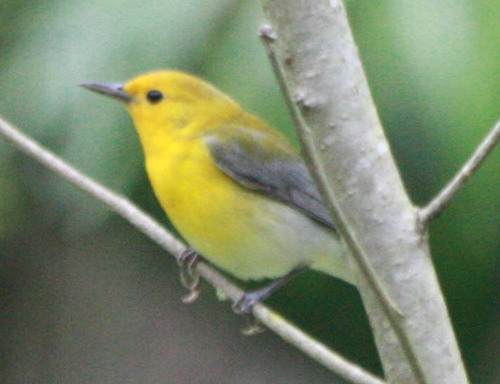 Protonotaria citrea