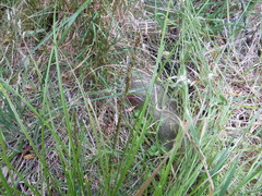 Carex virgata