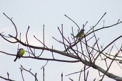 Myiozetetes similis