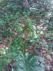 Lilium martagon
