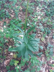 Lilium martagon