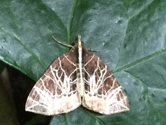 Evecliptopera illitata