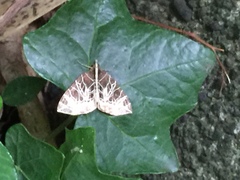 Evecliptopera illitata