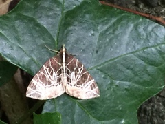 Evecliptopera illitata