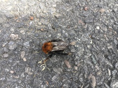 Bombus hypnorum