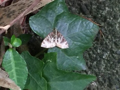 Evecliptopera illitata