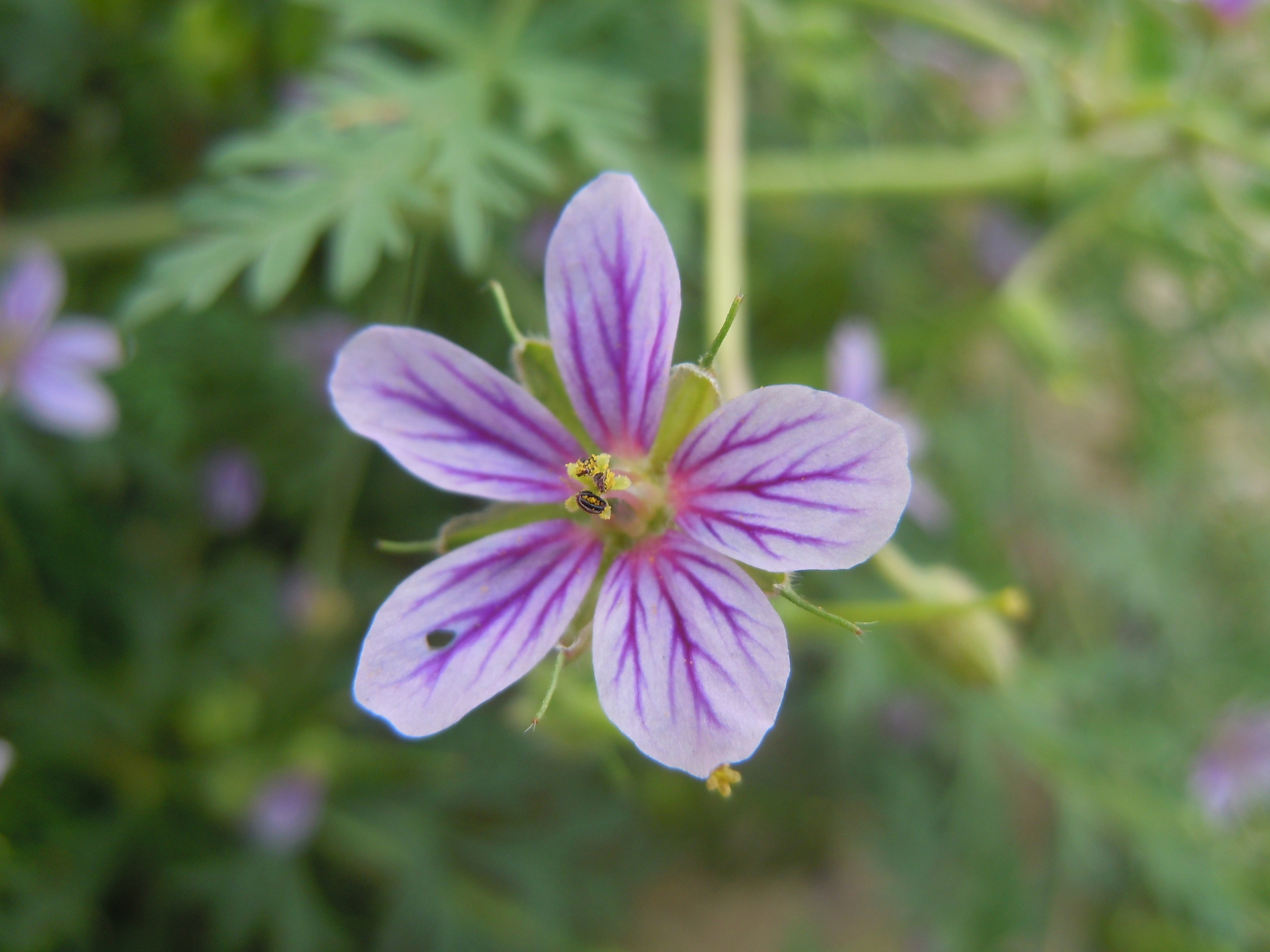 Erodium stephanianum