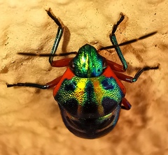 Calidea dregii