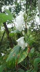 Bauhinia acuminata