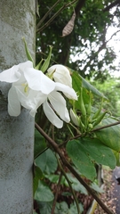 Bauhinia acuminata
