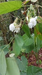 Bauhinia acuminata