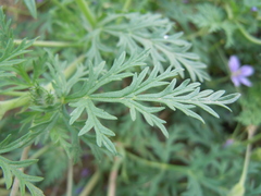 Erodium stephanianum