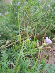 Erodium stephanianum