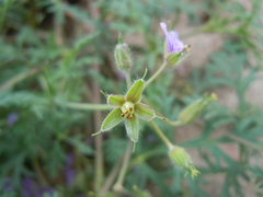 Erodium stephanianum