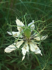 Nigella damascena