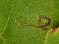 Stigmella aceris