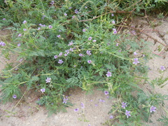 Erodium stephanianum