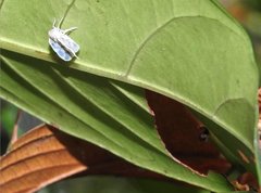 Borysthenes emarginatus