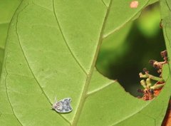 Borysthenes emarginatus