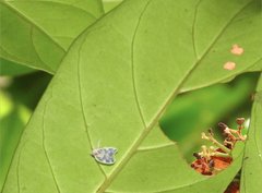 Borysthenes emarginatus