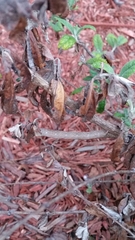 Eutrapela clemataria