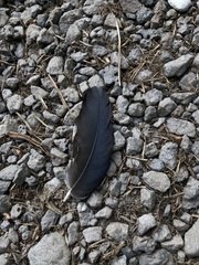 Pica serica