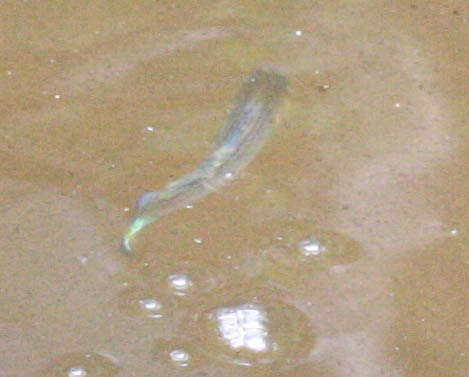 Poecilia latipinna