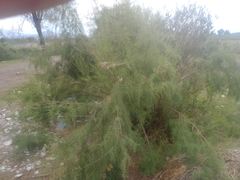 Tamarix ramosissima