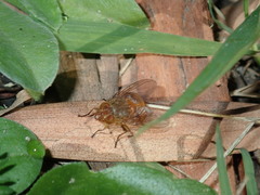Calliphora ochracea
