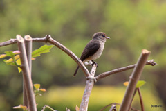 Muscicapa adusta