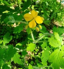 Chelidonium asiaticum