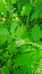 Chelidonium asiaticum