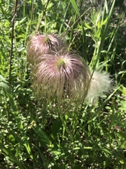 Pulsatilla dahurica