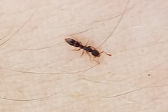 Ponera pennsylvanica