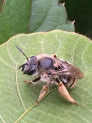 Eucera nipponensis
