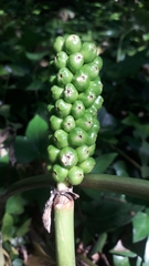 Arum italicum