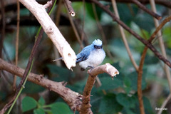 Elminia albicauda