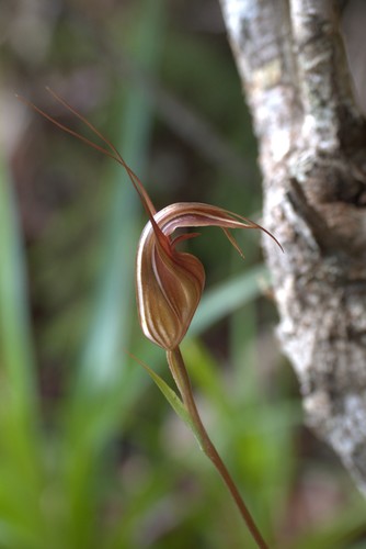 Pterostylis splendens