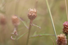 Centaurea decipiens