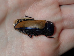 Temognatha suturalis