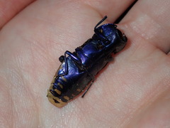 Temognatha suturalis